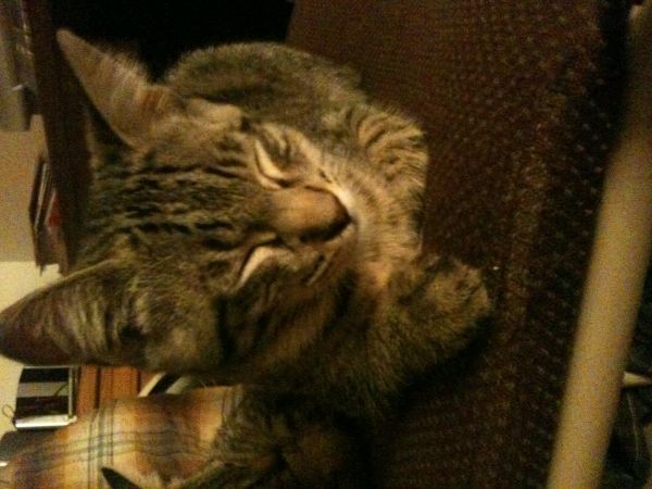 The kind family who have taken in 'unadoptable' stray Angry Cat