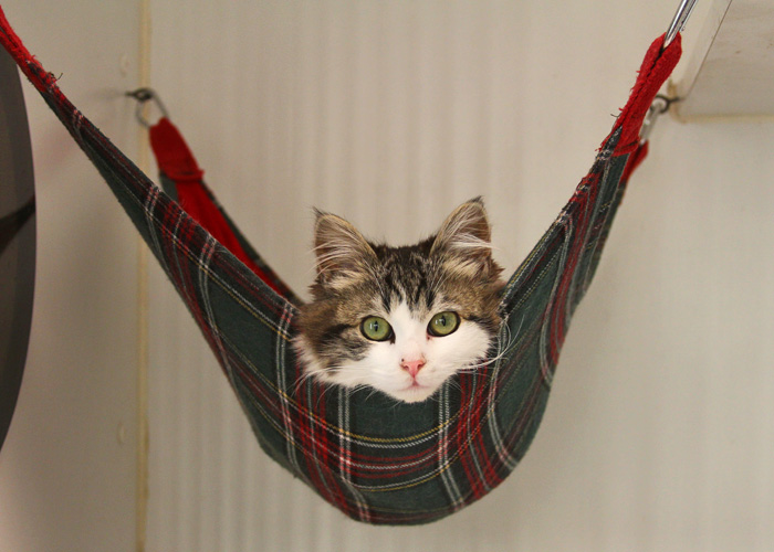 Cat in on sale hammock