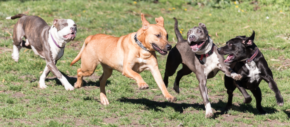 dogs playing