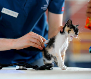 kitten first vaccination cost