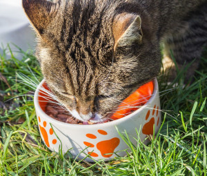 cat-pixabay