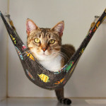 cat-hammock-wish