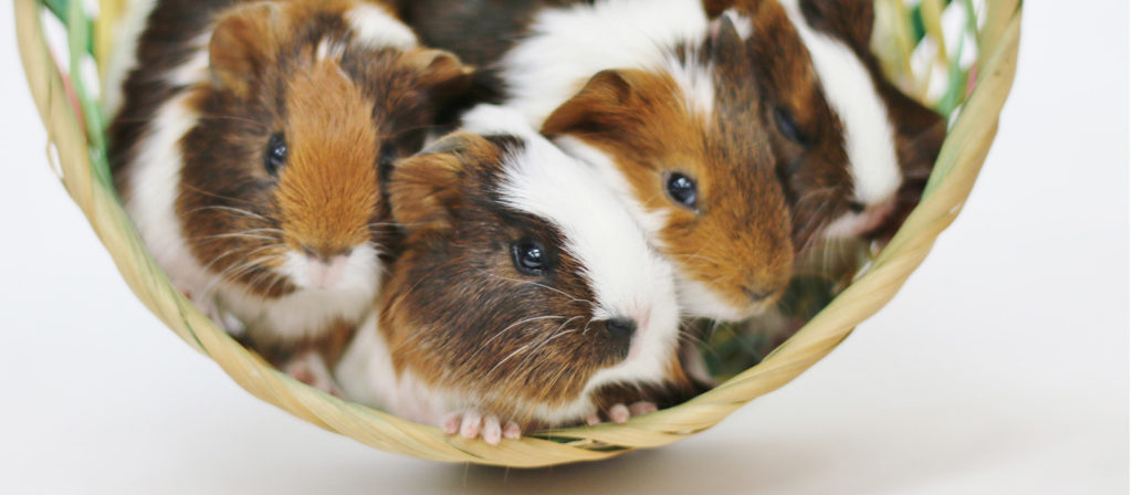 baby-guineas-banner