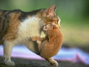 mom-carrying-kitten-cat-photosorg