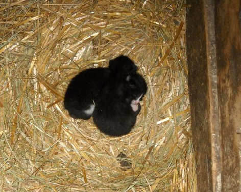 How to shop find newborn kittens