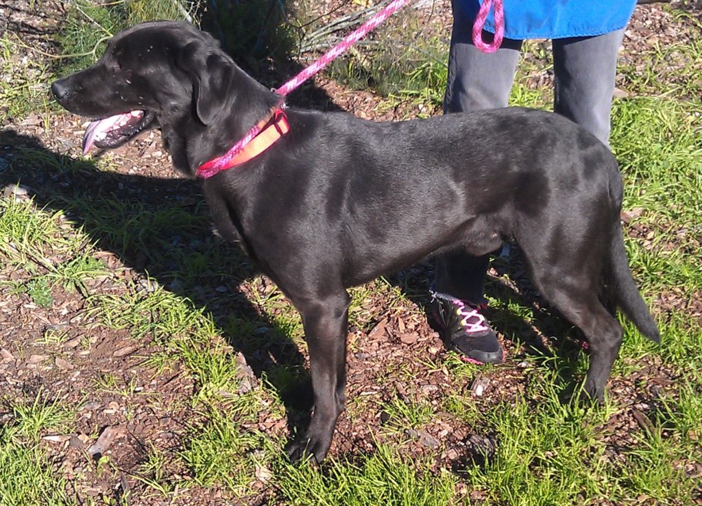 Merlin at Oakland animal shelter in Dec 2014