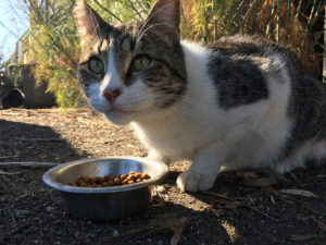 A "working cat" at the Oakland Animal Services. She helps to control the rodent population around the grounds of the shelter.