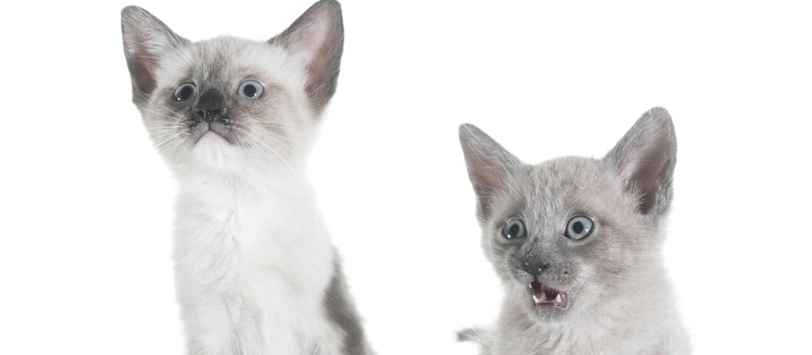 Find kittens?