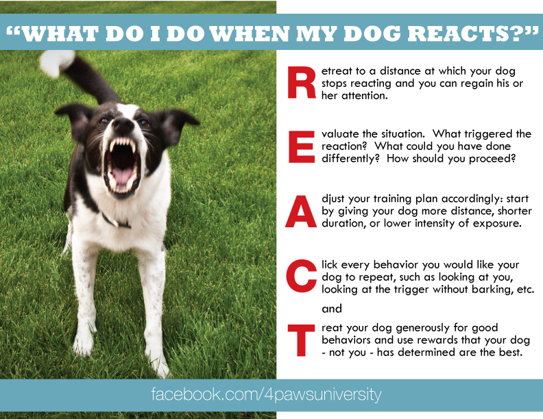 can a reactive dog be cured