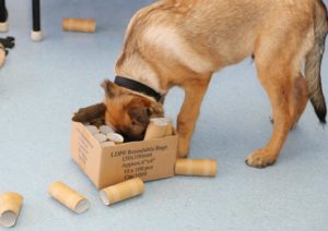 Dog best sale enrichment games