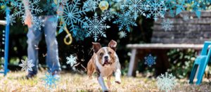 Help animals go home for the holidays with our biggest gift match ever