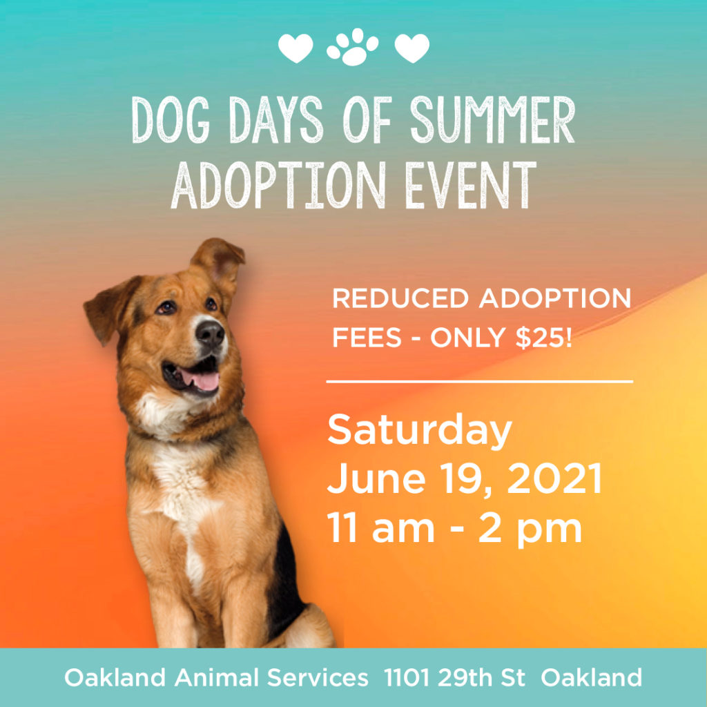 Dog Days of Summer Adoption Event