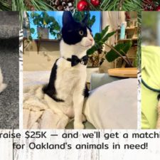 Help us raise $25K — and we'll get a matching $25K for Oakland's animals in need!