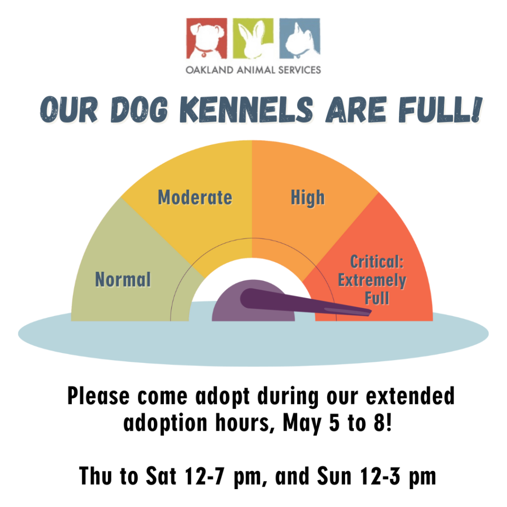 Dog kennels are full