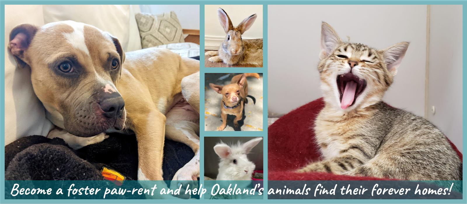 Fosters needed! Help Oakland’s animals find their fur-ever homes!
