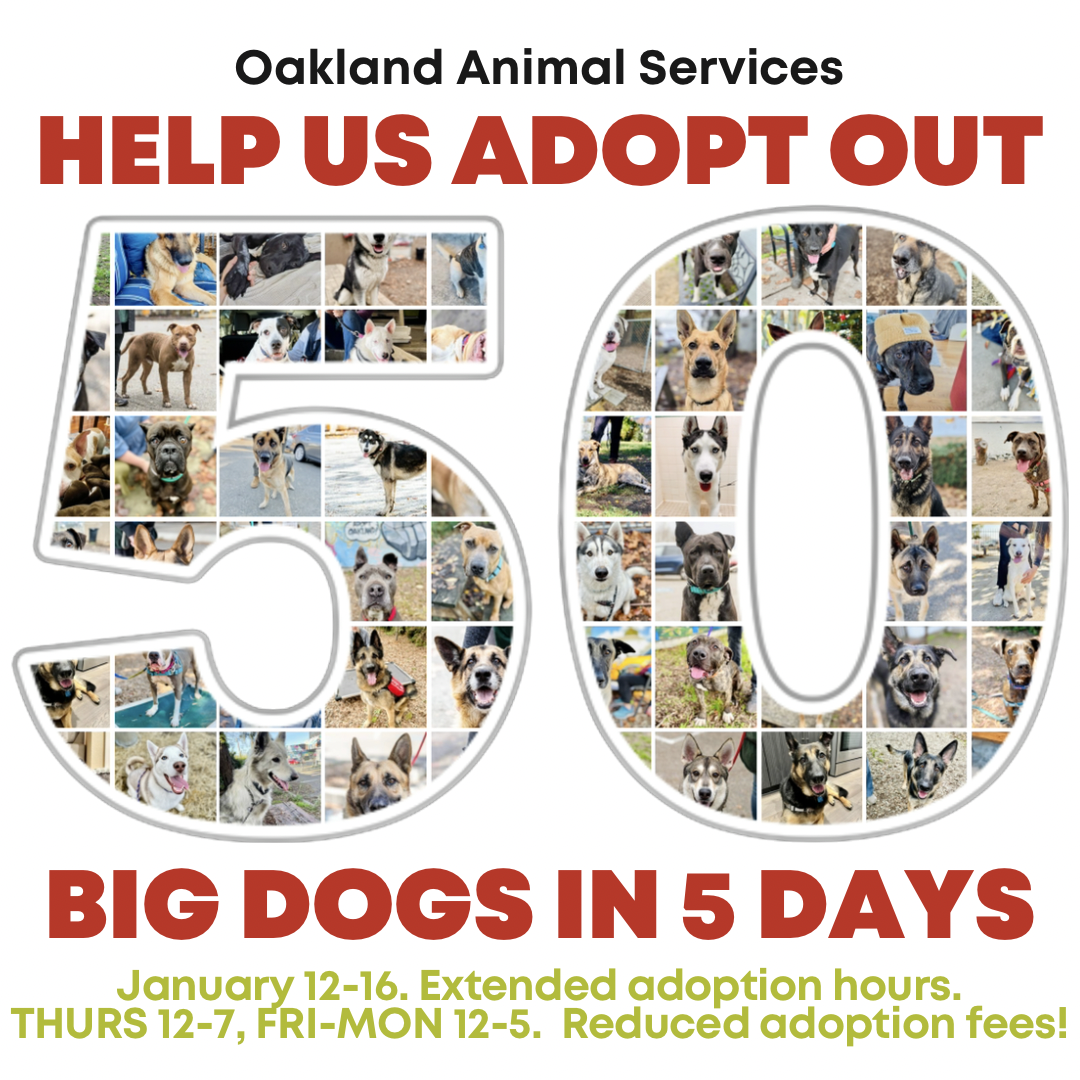 Oakland Animal Services Oakland’s only open admissions shelter