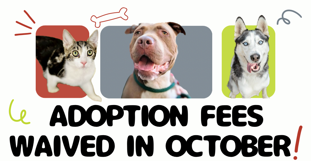 Pet sites for adoption