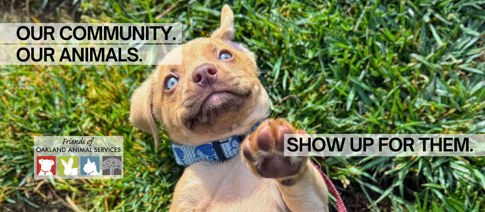 Friends of Oakland Animal Services: all donations matched up to $130K!